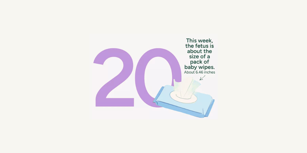 Pregnancy Week by Week: Week 20
