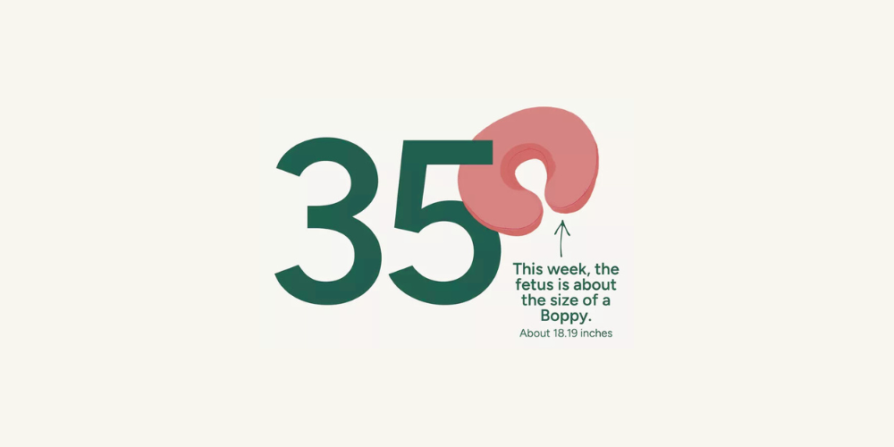 Pregnancy Week by Week: Week 35 – Baby Central HK