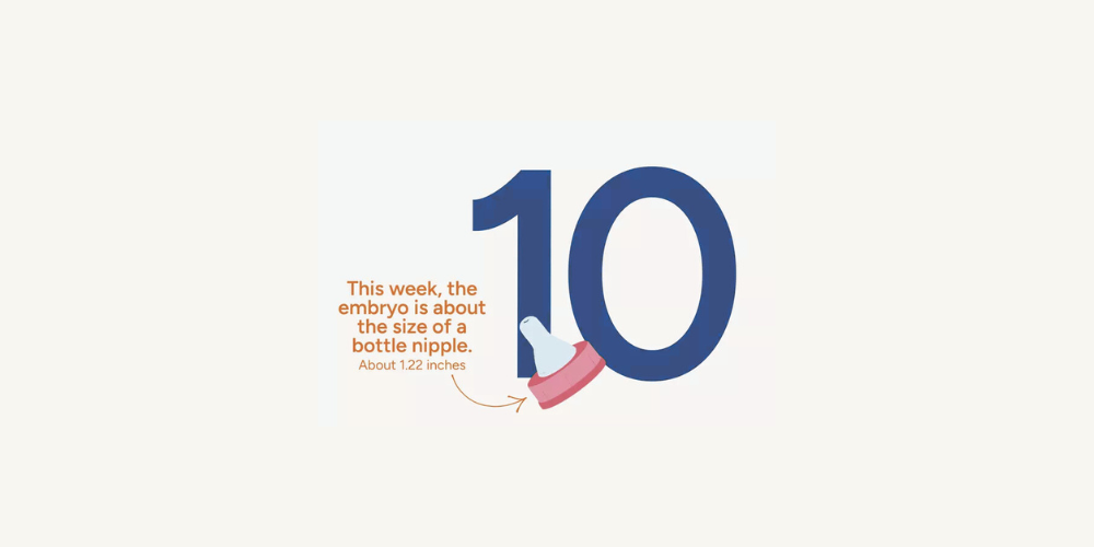 Pregnancy Week by Week: Week 10