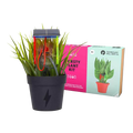 Tech Will Save Us Thirsty Plant Kit (8 years+)